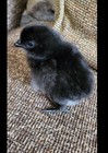 12 Fertile  Ayam Cemani Chicken Hatching Eggs  Fresh When Shipped 