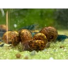 40 10    Live Leopard Ramshorn Snails Freshwater Aquarium Algae Eaters
