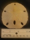 Fossil Sand Dollar Encope Californicas Eocene  El Golfo De Santa Clara Mexico