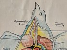 Pigeon Vintage Anatomy Poster Wall Board From 1960 s