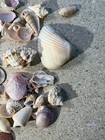 F1176  Seashells Snail Shells Crafts Crafting Aquarium Decor Beach See Photos