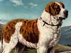 1942 Antique Saint Bernard Print Edwin Megargee Dog Art Illustration 6763s