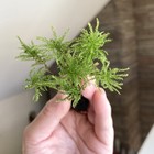 Live Moss  A Cluster Of Menzie   s Tree Moss   At Least  6 Stems