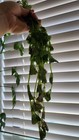 3 Fast Growing Aquarium Stem Plant Deal - Exact Stems Pictured In First 3 Photos