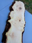 Xl  Curly Birdseye White Maple Burl Wood  Live Edge Curly Maple  Ambrosia Maple 