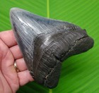 4 92     Megalodon Shark Tooth  Real Fossil  South Carolina  Usa - No Restorations