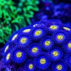 Aoi Zoanthids Frag  Live Saltwater Coral For Reef Aquarium
