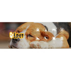 I pet Dog Kennel Extra Large Wooden House Outdoor Pet Puppy Kennels Weatherproof