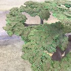 Schleich Acacia Umbrella 11  Tree 30654 Retired Germany 2006