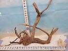  Manzanita Driftwood Premium Aquarium Wood Aquascape Decor Reptiles Bird Perch
