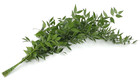 Fresh And Natural Italian Ruscus