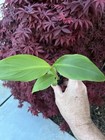 Musa -  siam Ruby  - Live Banana Plant