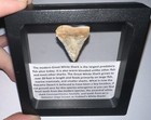 Framed Fossil Chilean Great White Shark Tooth Lot Megalodon Era  One Per Order 
