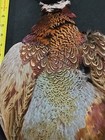 Rooster Ringneck Pheasant Skin 2 Wings Tail Fly Tying Materials Craft Feathers