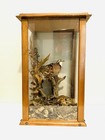 Vintage Taxidermy Male   Female Bobwhite Quails In 19  Display Case Local Pickup
