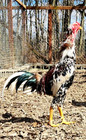6 Npip ai Clean Indio Gigante Best Genetics In Usa 40 To 50 Inch Birds 