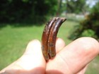 Colorful Giant Beaver Molar Tooth Florida Fossils Ice Age Extinct Jaw Rodent Fl