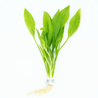 Set Live Pack 4 Species Amazon Sword Java Moss Java Fern Ludwigia Freshwater