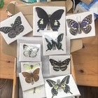 Assorted Real Butterfly Specimens 20 Unique Varieties Taxidermy Art Supplies