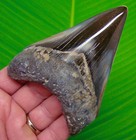 Megalodon Shark Tooth Real Fossil 4 60    Big Xl Sharks Teeth Big