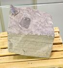 Partial Juvenile Eurypterus Sea Scorpion Fossil   Silurian Period   New York