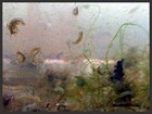 1 Portion   100  Amphipods Live Saltwater Fish Food Great Cleaners Too  