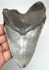 Megalodon Shark Tooth - Real Fossil 4 49 - Big Shark Teeth No Restorations