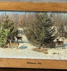 Vintage Framed Print Watersmeet  Mich  Deer In Snow