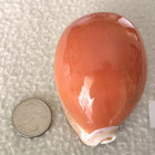 Cypraea Aurantium  1  86 4mm Ultra  Gorgeous Golden Beauty From The Philippines