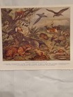 South American Animals Antique Chromolithograph Natural History Book Plate Print