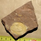 Sinoharpes Yunnanensis  Upper Ordovician Trilobite From Baoshan  China