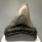 Solid Complete 2 84  Fossil Chubutensis Shark Tooth - Miocene  Sc