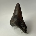 Megalodon Shark Tooth 4 07 Inch - Unique - Natural Fossil - Carolina Teeth 19969