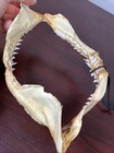 Vintage Shark Jaw Taxidermy 4 Rows Of Teeth 9 5    Wide X6 25    Nautical Home Decor