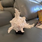 Large 7 Inch  White Murex Shell With Ornate Spiny Ridges Collectible