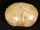 Big  Polished 150 Million Year Old  Aaa Sand Dollar Fossil Madagascar 207gr