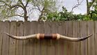 Xlg Mounted Steer Bull Horns Cow Boy Horn Longhorns 5  Ft 60  Tip To Tip Long