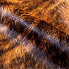 8x7 Feet   Real Brindle Caramel Brown Cowhide Rug Natural Hair Cowhides Cow Hide