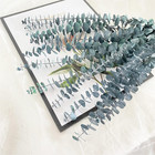 Eucalyptus For Shower 10 Pcs Hanging Dried Eucalyptu Stems 17  Real Eucalyptus B