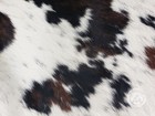 Real Cowhide Rug Tricolor Mostly White  - Size 6x6-7   