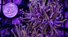 Wysiwyg 1 Head New York Knicks Branching Torch Coral Live Frag - Free Ship