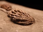 Sweet Pairing Crinoid Fossils  Crawfordsville  In