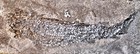 Fine  Very  Complete 14 5cm Osteolepis Macrolepidotus  Devonian  Orkney  Uk