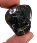 Turritella Agate Fossil Polished Stone Wyoming 23 2 Grams 