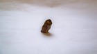 Rare Hagen Renaker Walt Disney   The Forest Owl   From Sleeping Beauty