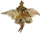 Ringneck Hen Pheasant Skin With Wings   Tail Fly Tying