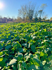 Deer Food Plot Brassica Seed Mix - Sugar Beets  Turnips    Radishes  1 2 Acre
