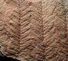 Museum Quality Big 3d Preserved Plant Fossil Fern  asterotheca Micromiltoni  