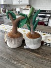 Greenhouse By Russ 12    David The Money Tree Plush Plant Casey Fiddle Tree
