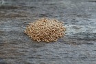 Winter Wheat Seed   Deer Wildlife Food Plot Forage Winter Hardy Fall Cover Crop
